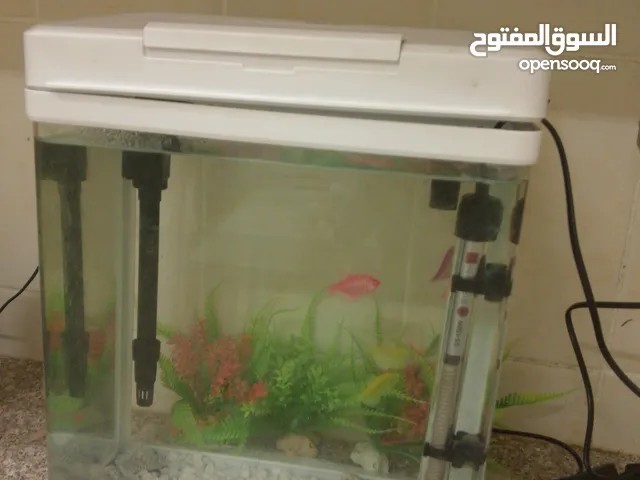حوض سمك يحتوي علي سمك جميل جدا ومريح للحين ورائعع جداً