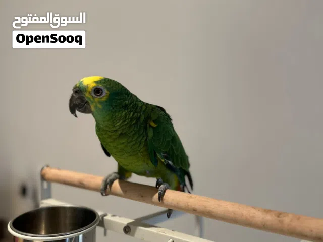 ببغاء الامزون جامبو متكلم