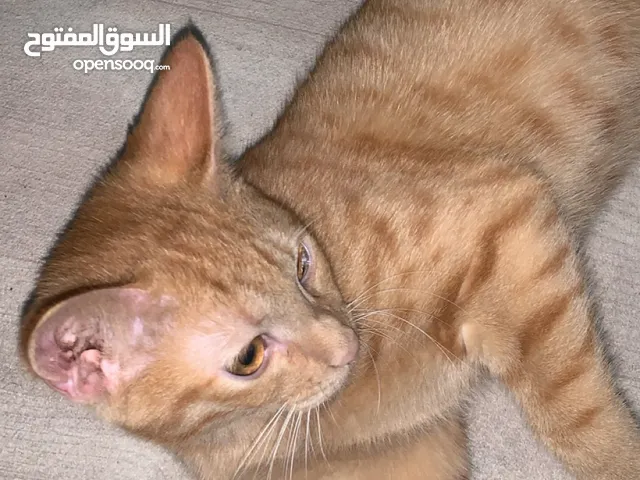 للتبني قطة انثى