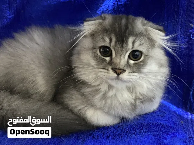 قطط سكوتش فولد