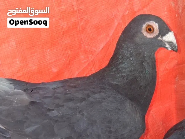 للبيع.....