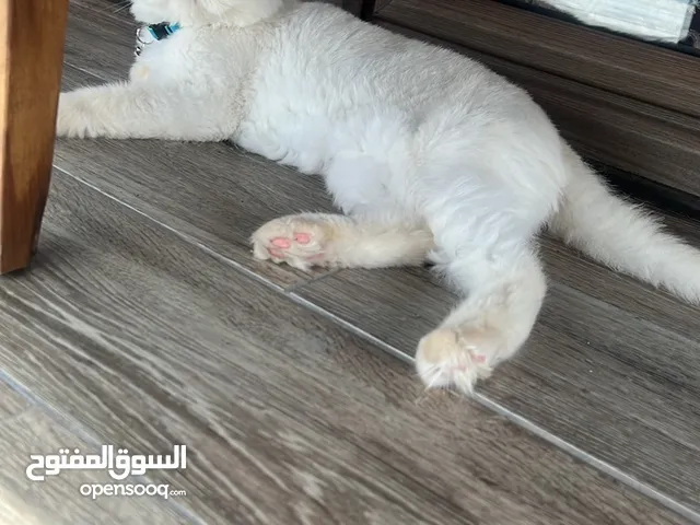 قطة للتبني