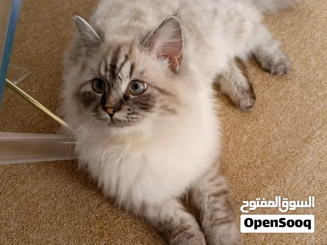 للبيع قطة هيمالايا (Himalayan) مميزة جداً - المدينة المنورة