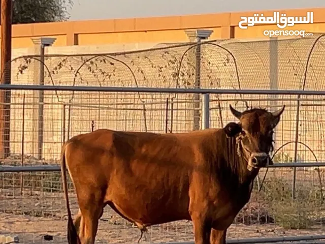 ثور للبيع في الخزنة