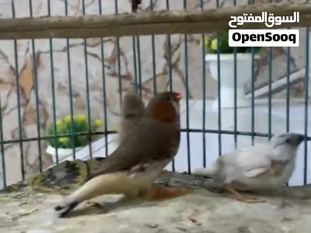 سلام عليكم شباب سوبر جامبو خشنات هنه وبناتهن وقفصهن وليريدهن يطبلي خاص وبخدمته عنوان بصره حيانيه