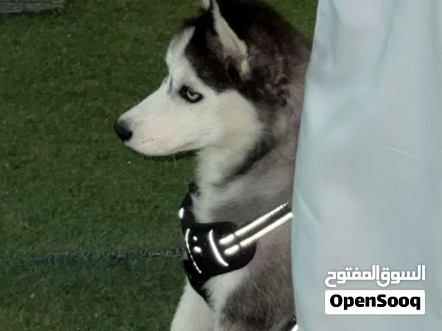 كلب هاسكي ذكر