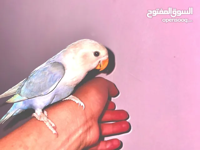 روز طفرة اوبلاين نهدي