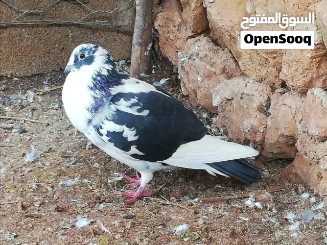 أنثى حمام للبيع نقية و ممتازة خليطة السيڨيان و الخيانيسي