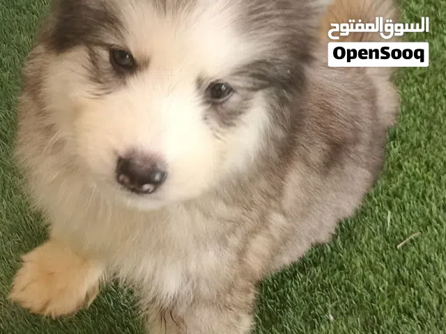 جرو هاسكي