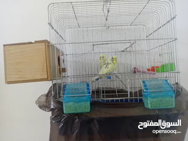 عصفير حب للبيع