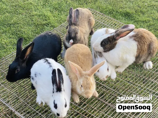 للبيع 9 ارانب 2ذكر 7 انثه عربي هجين مكان صبراته