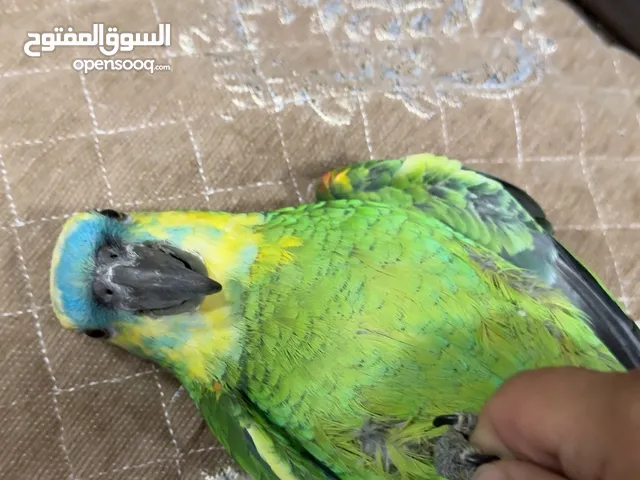 ببغاء امازوني بلو فرونتد اليف ومتكلم
