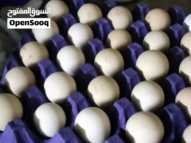 بيض فرنسي الشيت ثلاثه ريال ونص  الحبشي 5ريال  الكوشن العملاق 14ريال