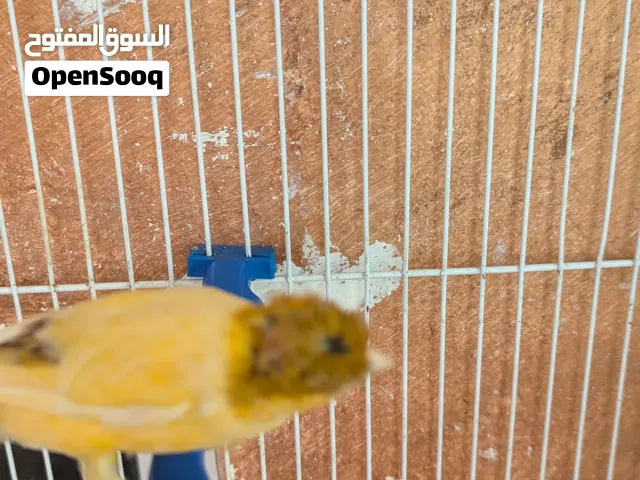 فحل كنار للبيع