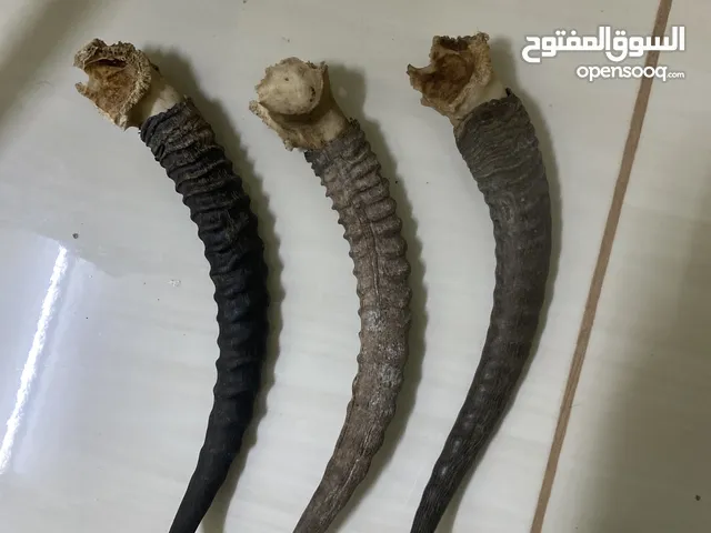 قرن غزال طبيعي