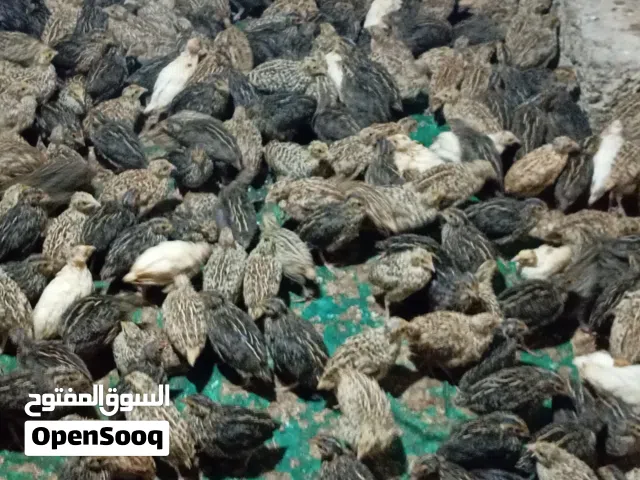 طيور السمان 100طير ب20ريال