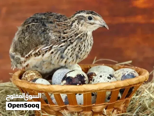 بيض سمان للبيع  يتوفر خدمة توصيل