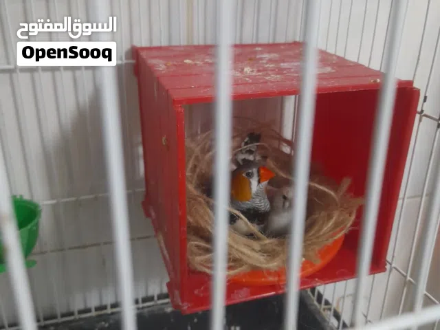 جوز شغالات جنة للبيع مع قفص