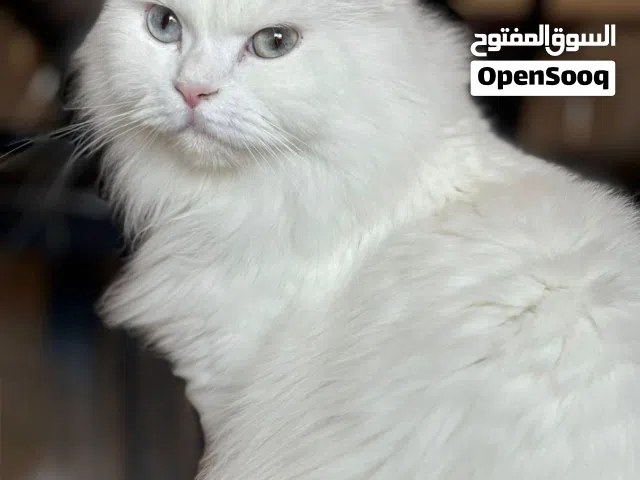 قطة ضائعة - Lost cat