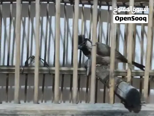 سلام عليكم اقره لو صف