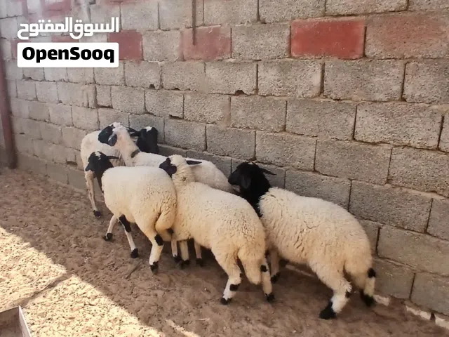 نعاج ربي يبارك تحتهم 3 فطايم