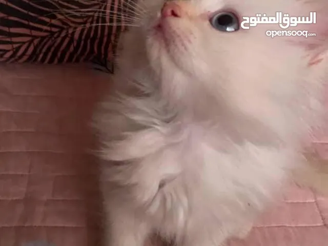 السلام عليكم قطط ذكور العمر شهرين سعر 25 الواحد .. لمكان لاعلام قرب تقاطع درويش بضهر جامع علي السجاد