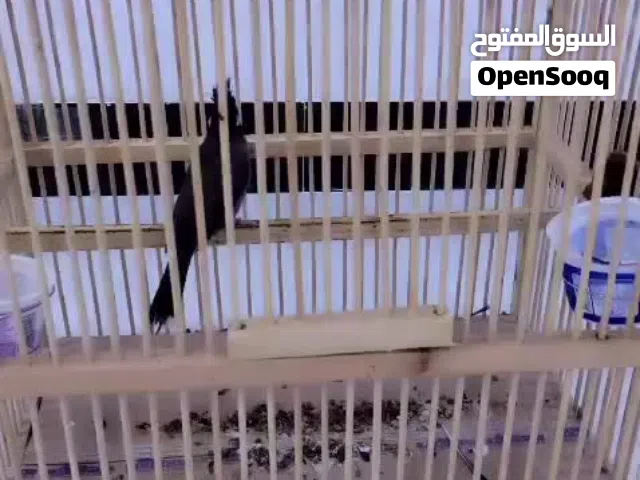 بلبل هملا يه خشن وثوب نظيف