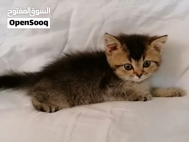قطط عمر شهرين