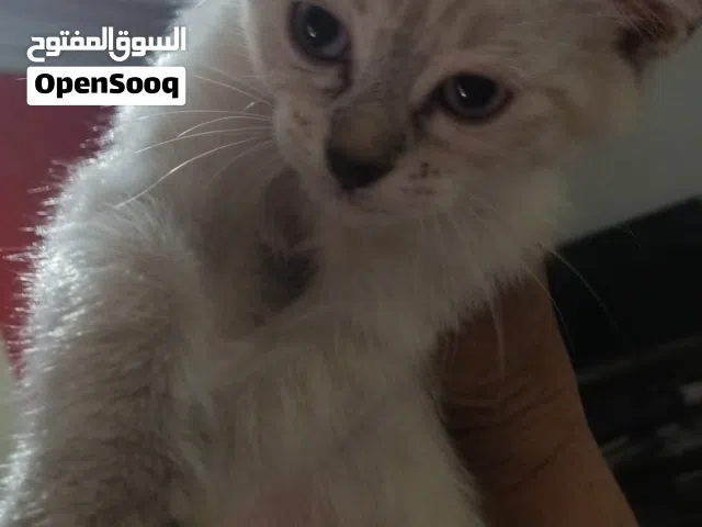 قطط سيامي للبيع