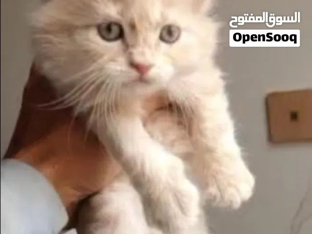 انثى شيرازي مكس في صنعا بسعر15الف بدلا من. 20