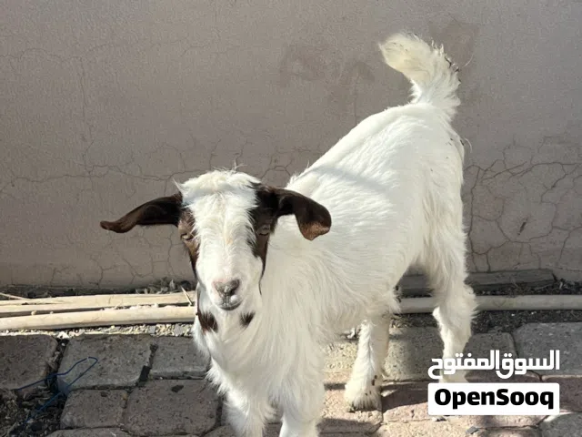 سخله رحبيه جما مذيار