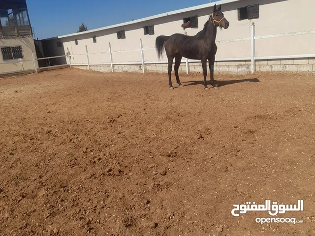 فرس للبيع مستورده فرس امريكا توجد في ايدها اصابه اثر تعرضها الكدمه في السبق فرس شغل انتاج فل الفل