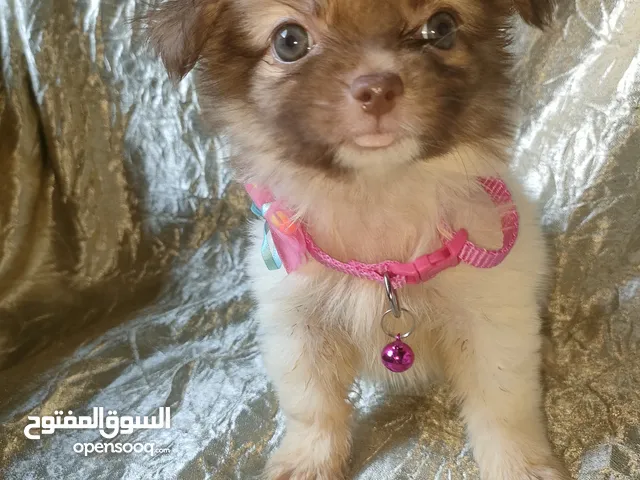 بنوتة ميني بيكنيز عيونها ملونة