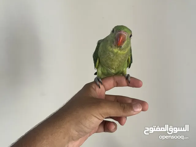 ببغاء درة فرخ سليم ما يعاني من اي مرض الحمدلله (طير غر) عمره تقريبا شهرين ونص!!!