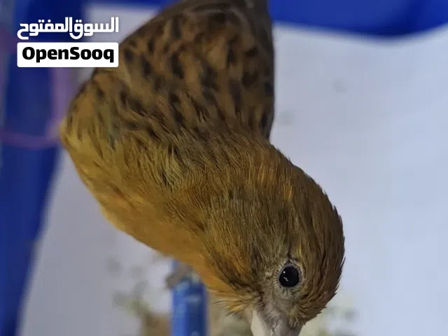 فحل كنار لون نحاسي