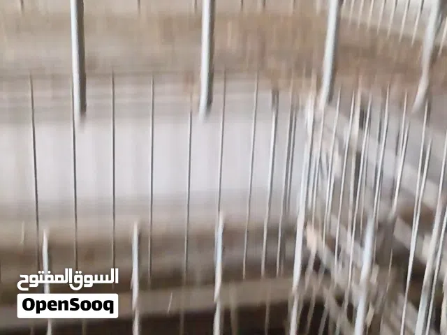 اقفاص ارانب
