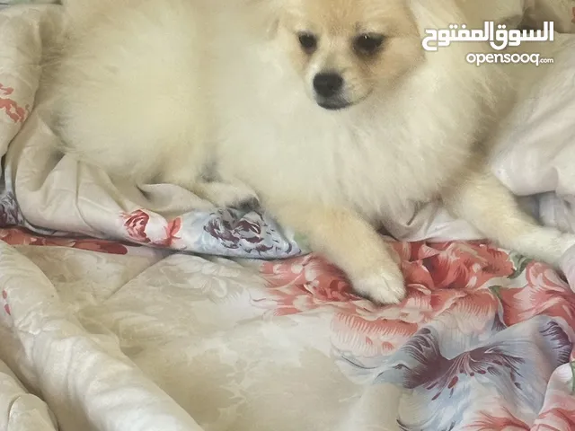 كلب ميني بو للبيع
