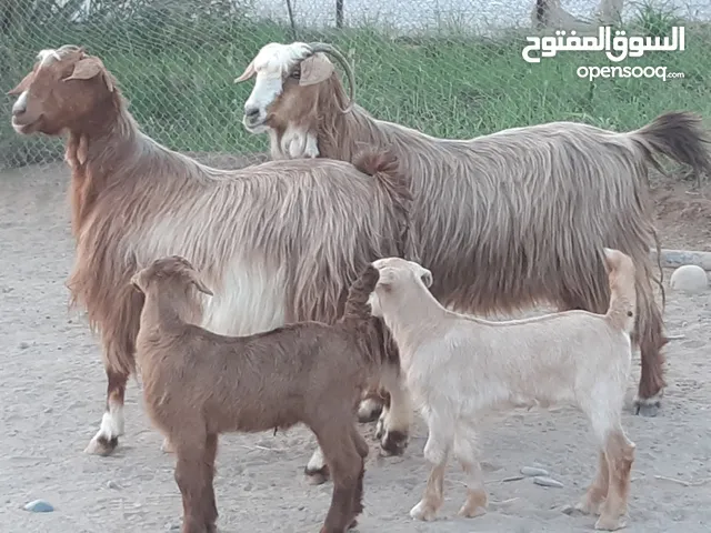 هوش من حلال الجواميد الضخم مع اولادهن تحتهن جداية ماشاء الله