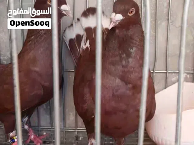 جوزين شكليات نخب
