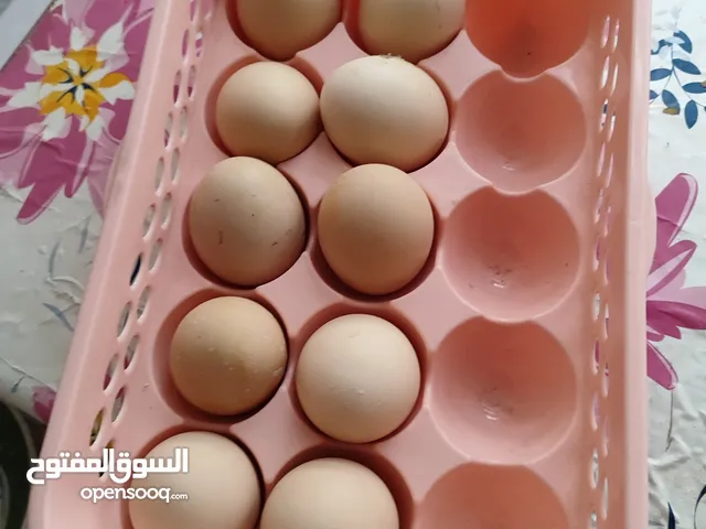 سلام عليكم