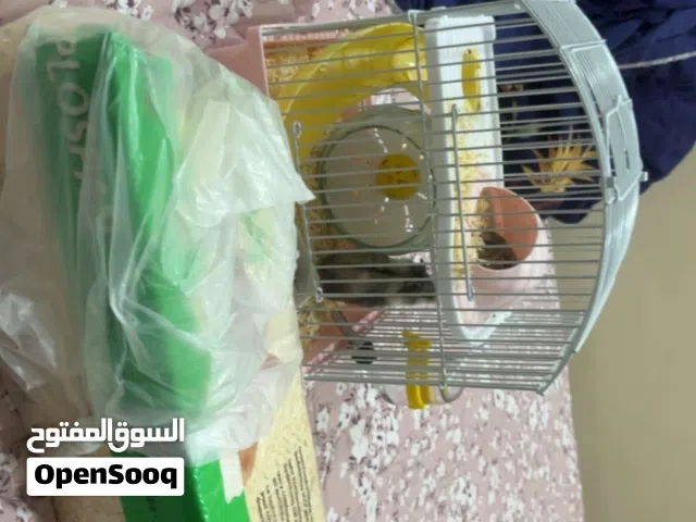 همستر بصحه ممتازه يحب يلعب مع جميع مستلزماته