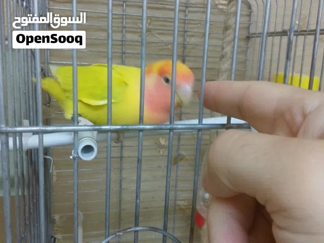 فحل روز عمره ثمان أشهر جاهز أليف 100% مع قفص ببغاء السعر نهائي 30د