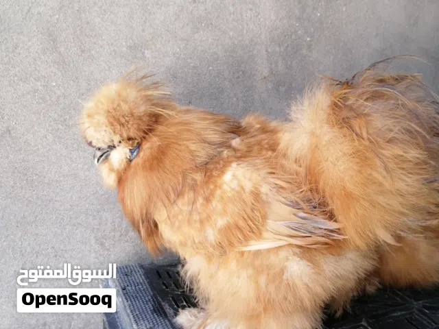 دجاج قطني للبيع