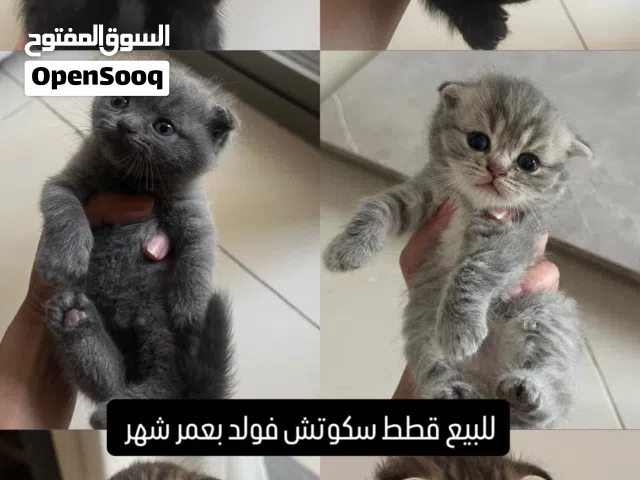 6قطط للبيع