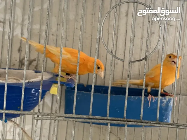 جوز كنار للبيع