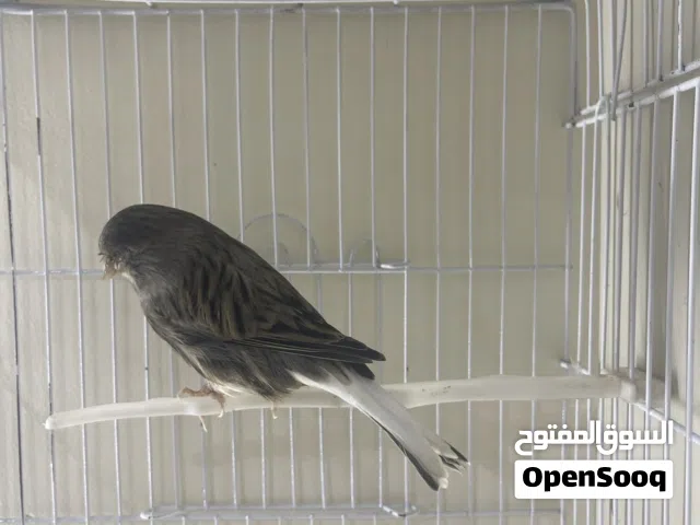 متاح طيور كناري لون شغالات حجل جمعية