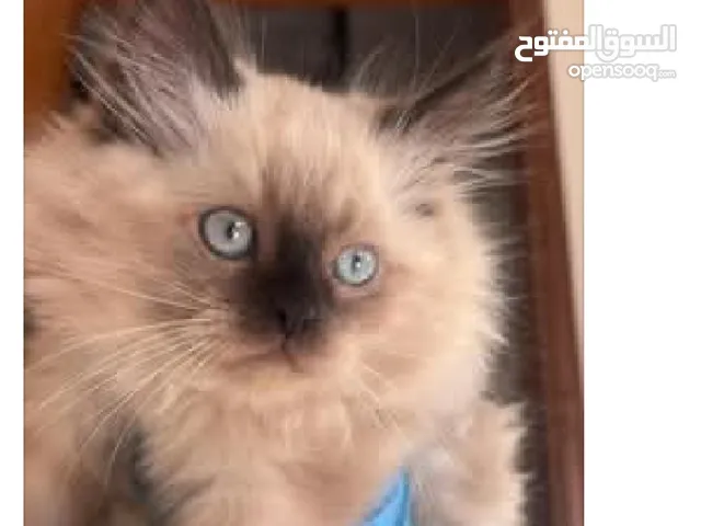 ذكر هيمالايا شوكليت