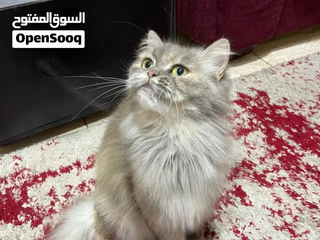 قطة شيرازي للتبني