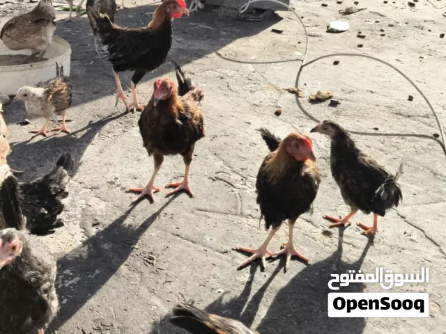 دجاج كويتي اصلي