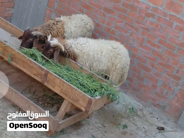 دكرين برقي للااضحيه